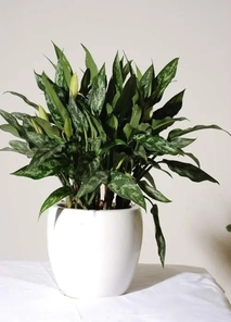 解锁宁波江北花木租摆，装点多彩生活